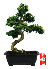 Fukien Tea (Specimen) #126
